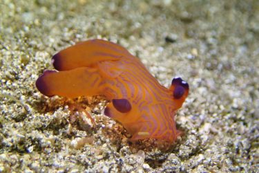 クチナシツノザヤウミウシ
