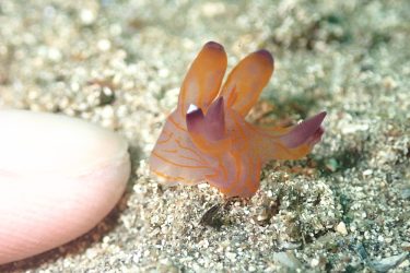 クチナシツノザヤウミウシ11個体目