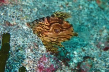 マトウダイ幼魚