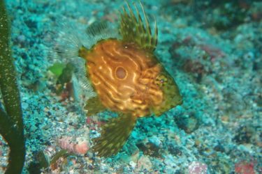マトウダイ幼魚