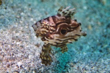 マトウダイ幼魚