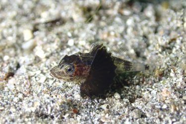 ホウボウ幼魚
