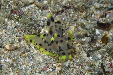 ツノザヤウミウシ