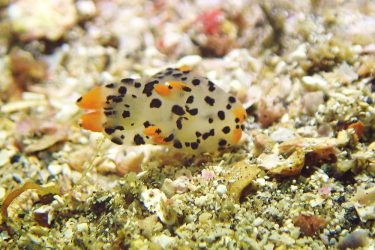 ツノザヤウミウシ