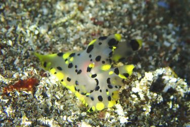 ツノザヤウミウシ