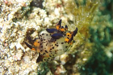 フジタウミウシ属の1種