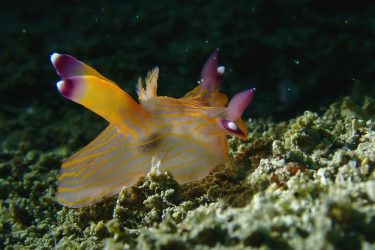 クチナシツノザヤウミウシ7個体目