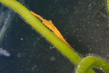 トガリモエビ