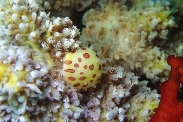 ホソテンクロケボリ