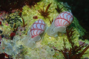 ベニシボリガイ