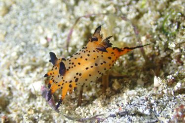 フジタウミウシSP5