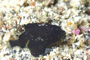 ヒレナガカサゴ幼魚