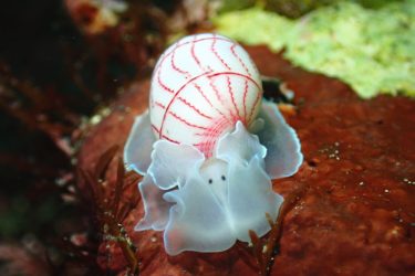 ベニシボリ