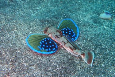 ホウボウ若魚