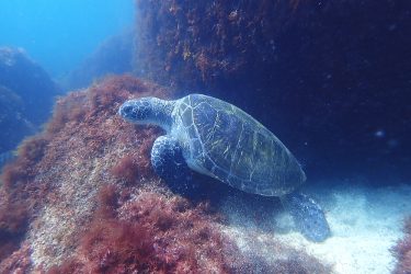 アオウミガメ