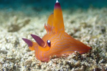 クチナシツノザヤウミウシ