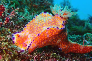 ニシキウミウシ