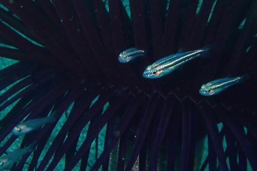 テッポウイシモチ