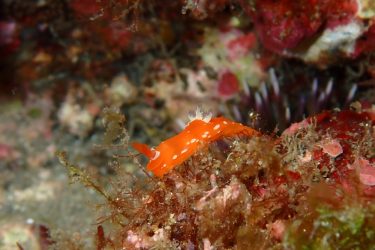 アカズキンリュウグウウミウシ