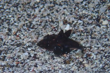 ホウボウ幼魚