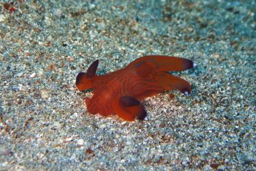 クチナシツノザヤウミウシ