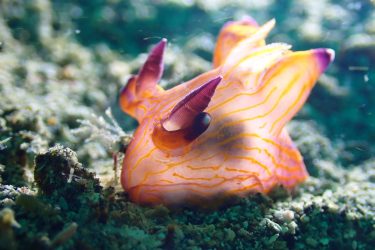 クチナシツノザヤウミウシ