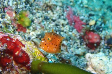 シマウミスズメ幼魚