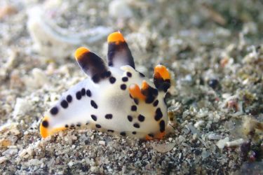 ツノザヤウミウシ