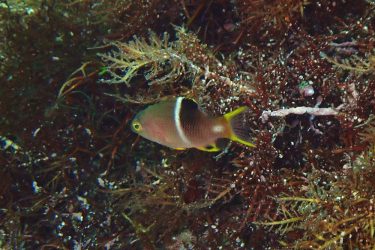 タキベラ幼魚