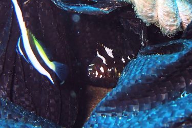 シロブチハタ幼魚