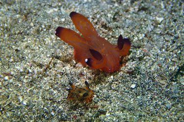 フジタウミウシ属の1種6＆クチナシツノザヤウミウシ