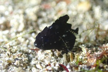 ヒレナガカサゴ幼魚