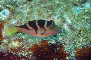 ハナキンチャクフグ幼魚
