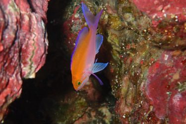 フタイロハナゴイ