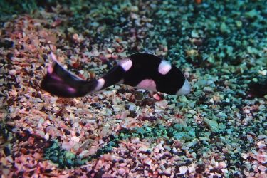 アジアコショウダイ幼魚