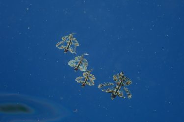 ツクシトビウオ幼魚