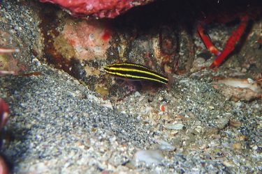 ミナミフトスジイシモチ