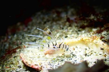 ミノカサゴ幼魚