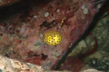 ミナミハコフグ幼魚