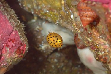 ミナミハコフグ幼魚