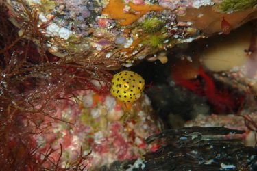 ミナミハコフグ幼魚