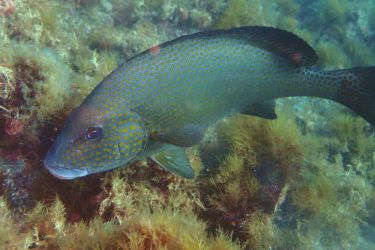 コロダイ成魚