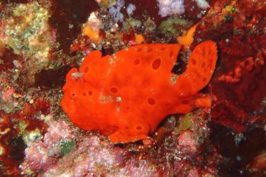 イロカエルアンコウ