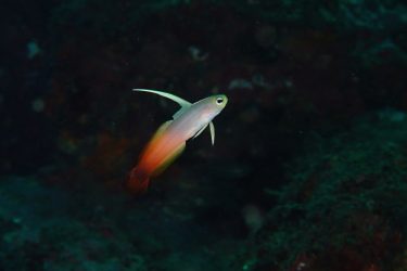 ハタタテハゼ