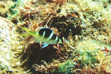 ヨコシマクロダイ幼魚