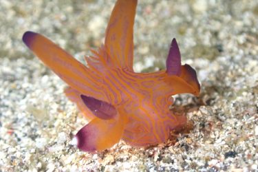 クチナシツノザヤウミウシ
