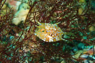 シマウミスズメ幼魚
