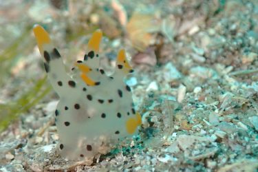 ツノザヤウミウシ