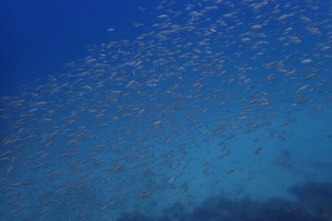 イサキ幼魚の群れ