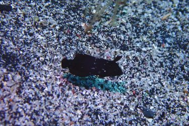テンスモドキ幼魚